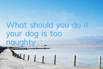 What should you do if your dog is too naughty?