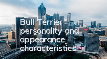 TBull Terrier personality and appearance characteristics