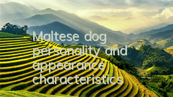 TMaltese dog personality and appearance characteristics