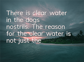 There is clear water in the dog's nostrils. The reason for the clear water is not just the cold!