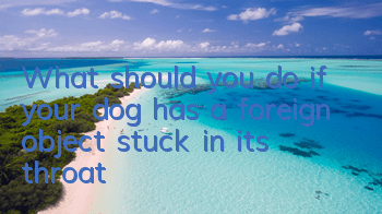 What should you do if your dog has a foreign object stuck in its throat?