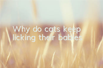 Why do cats keep licking their babies?