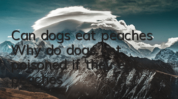 Can dogs eat peaches? Why do dogs get poisoned if they eat peaches?
