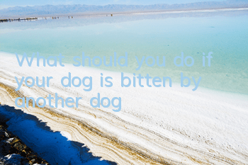 What should you do if your dog is bitten by another dog?