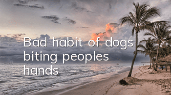 Bad habit of dogs biting people’s hands