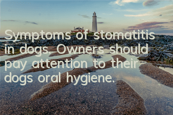 Symptoms of stomatitis in dogs. Owners should pay attention to their dogs’ oral hygiene.