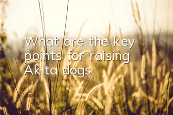 TWhat are the key points for raising Akita dogs?