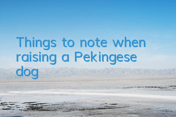 TThings to note when raising a Pekingese dog