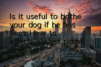 Is it useful to bathe your dog if he has fleas? How to effectively get rid of fleas?