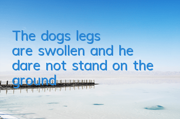 The dog's legs are swollen and he dare not stand on the ground