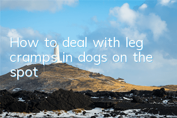 How to deal with leg cramps in dogs on the spot