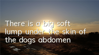 There is a big soft lump under the skin of the dog’s abdomen