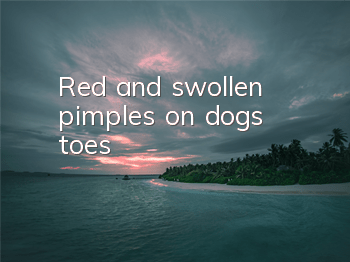 Red and swollen pimples on dog’s toes