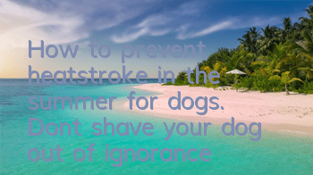 How to prevent heatstroke in the summer for dogs. Don’t shave your dog out of ignorance!