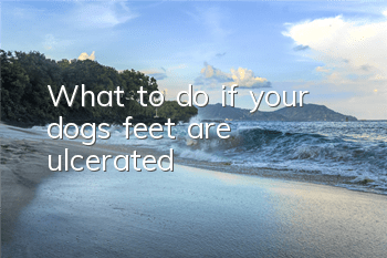 What to do if your dog’s feet are ulcerated