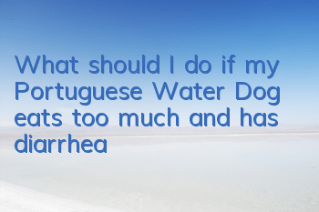 What should I do if my Portuguese Water Dog eats too much and has diarrhea?