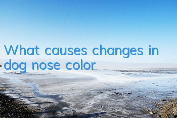 What causes changes in dog nose color?