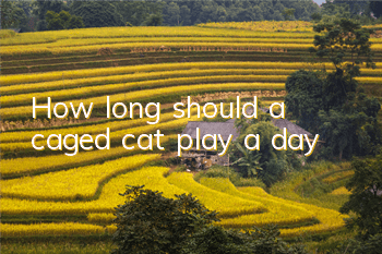 How long should a caged cat play a day?