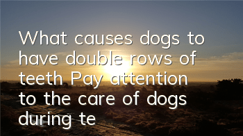 What causes dogs to have double rows of teeth? Pay attention to the care of dogs during teething period