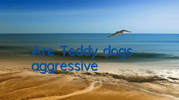 TAre Teddy dogs aggressive?