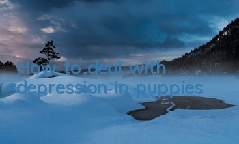 How to deal with depression in puppies?