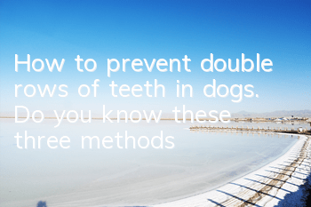 How to prevent double rows of teeth in dogs. Do you know these three methods?