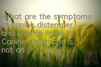 What are the symptoms of canine distemper and how to treat it? Canine distemper is not an incurable disease