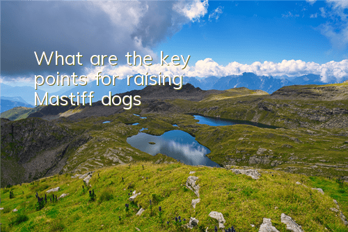 TWhat are the key points for raising Mastiff dogs?