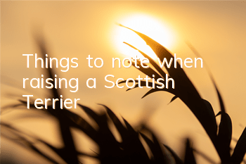TThings to note when raising a Scottish Terrier