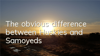 The obvious difference between Huskies and Samoyeds