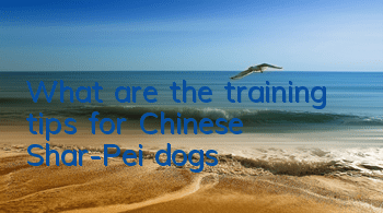 TWhat are the training tips for Chinese Shar-Pei dogs?