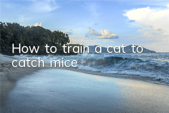 How to train a cat to catch mice