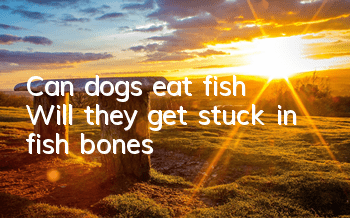 Can dogs eat fish? Will they get stuck in fish bones?