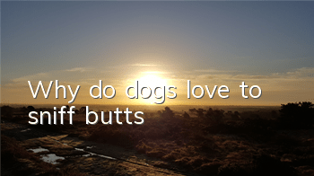 Why do dogs love to sniff butts?