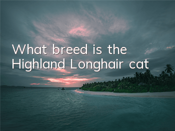 What breed is the Highland Longhair cat?