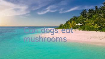 Can dogs eat mushrooms?
