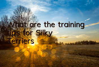 TWhat are the training tips for Silky Terriers?