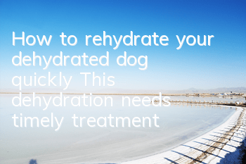 How to rehydrate your dehydrated dog quickly? This dehydration needs timely treatment!
