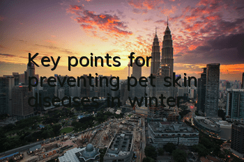 Key points for preventing pet skin diseases in winter