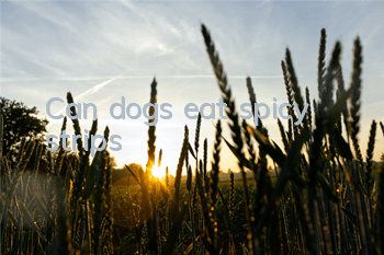 Can dogs eat spicy strips?