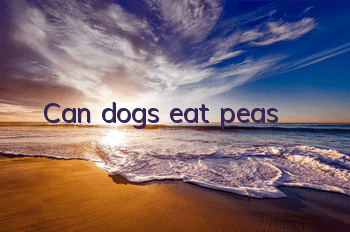 Can dogs eat peas?