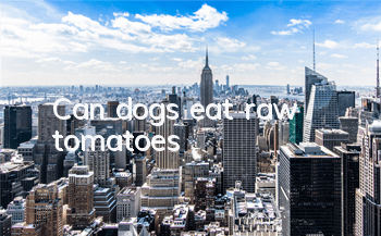 Can dogs eat raw tomatoes?