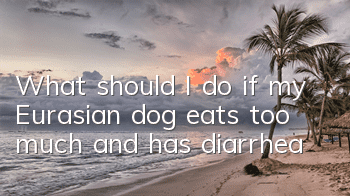 TWhat should I do if my Eurasian dog eats too much and has diarrhea?