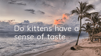 Do kittens have a sense of taste?