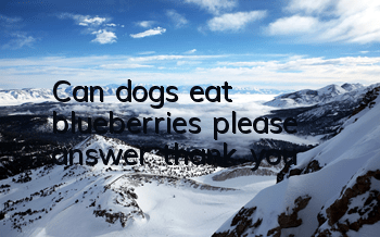 Can dogs eat blueberries please answer thank you