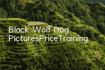 Black Wolf Dog Pictures_Price_Training