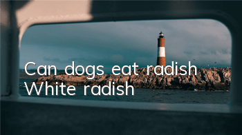 Can dogs eat radish? White radish