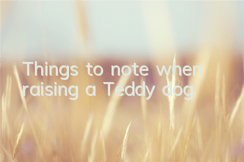 TThings to note when raising a Teddy dog