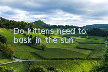 Do kittens need to bask in the sun?