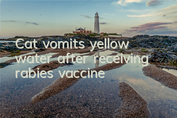 Cat vomits yellow water after receiving rabies vaccine